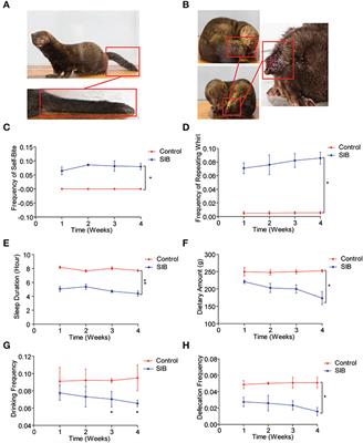 A mink (Neovison vison) model of self-injury: Effects of CBP-CREB axis on neuronal damage and behavior